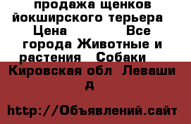 продажа щенков йокширского терьера › Цена ­ 25 000 - Все города Животные и растения » Собаки   . Кировская обл.,Леваши д.